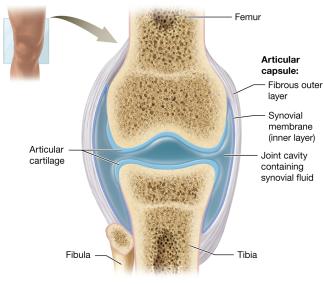 Structure of a typical synovial joint