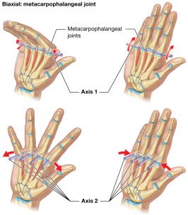 Biaxial movement at the metacarpophalangeal joint