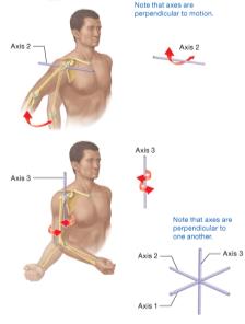 Axes of motion at the shoulder joint