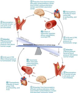 Baroreceptor reflexes that help maintain blood pressure homeostasis