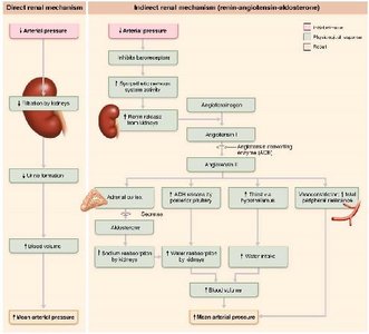 Direct and indirect mechanisms for renal control of blood pressure