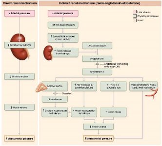 Direct and indirect mechanisms for renal control of blood pressure