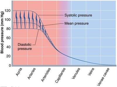Blood pressure in various blood vessels of the systemic circulation