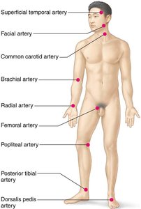 Body sites where the pulse is most easily palpated