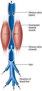 The muscular pump aiding venous return