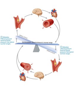 Baroreceptor reflexes that help maintain blood pressure homeostasis