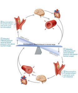 Baroreceptor reflexes that help maintain blood pressure homeostasis