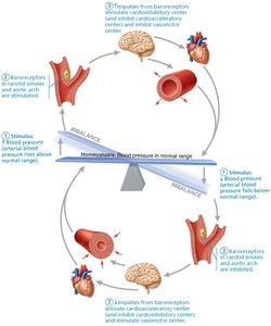 Baroreceptor reflexes that help maintain blood pressure homeostasis