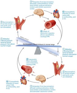 Baroreceptor reflexes that help maintain blood pressure homeostasis