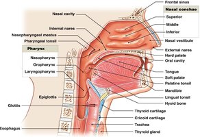 Sagittal section of nasal cavity and pharynx