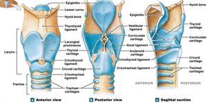 Laryngeal cartilages: anterior, posterior, and sagittal views