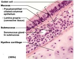 Trachea and primary bronchi anatomy