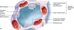 Alveolar structure with pneumocytes and capillaries