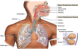 Diagram of upper and lower respiratory system