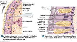 Diagram of respiratory epithelium and mucus transport