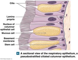 Sectional view of pseudostratified ciliated columnar epithelium