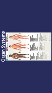Organ systems: reproductive