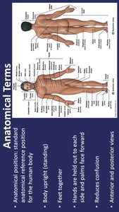 Anatomical position and terms
