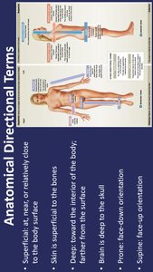 Directional terms: superficial, deep