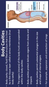 Body cavities: thoracic and abdominopelvic