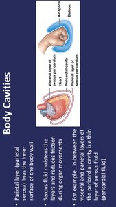 Serous membranes and fluid