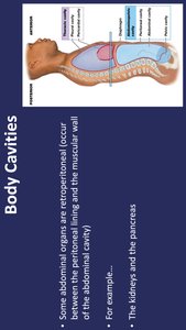 Pelvic cavity