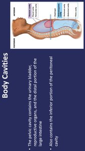 Abdominopelvic quadrants