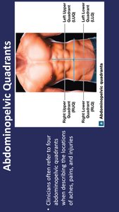 Abdominopelvic regions