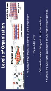 Levels of organization: chemical and cellular