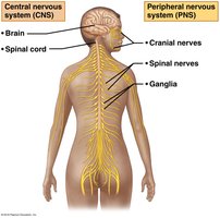 Diagram of CNS and PNS organization in the human body
