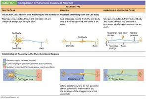 Comparison of structural classes of neurons
