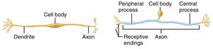 Diagrams of bipolar and unipolar neurons