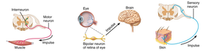 Functional classes of neurons: sensory, motor, interneuron