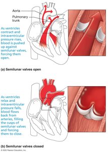 Function of the semilunar valves