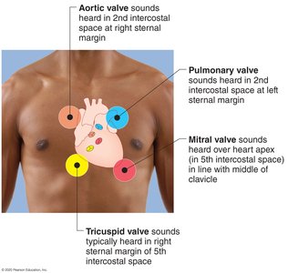 Areas on the thoracic surface where heart sounds are heard most clearly