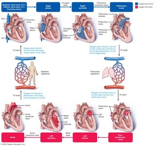 Pathway of blood through the heart