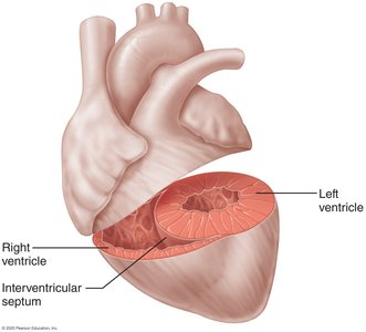 Anatomical differences between right and left ventricles
