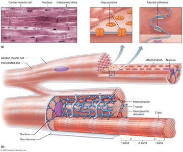 Microscopic anatomy of cardiac muscle