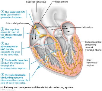 Intrinsic conducting system of the heart