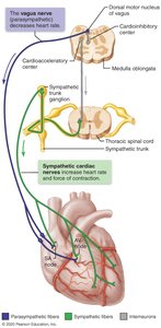 Autonomic innervation of the heart