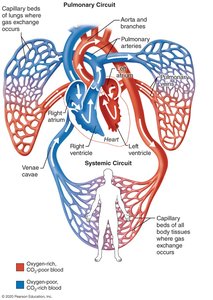 Diagram of pulmonary and systemic circuits