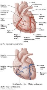 Coronary circulation: arteries and veins