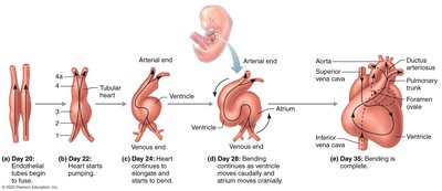 Heart development stages