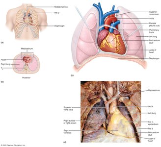 Location of the heart in the thorax