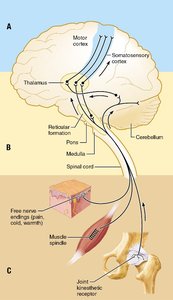 Diagram of sensory pathways and integration levels
