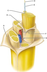 Diagram of nerve structure with labeled parts
