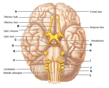 Diagram of cranial nerves with labeled parts