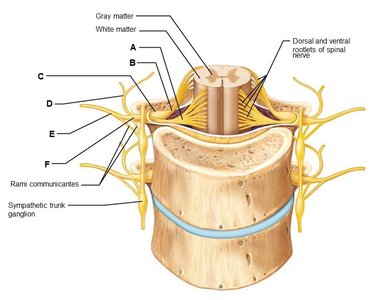 Diagram of spinal cord and spinal nerve structures