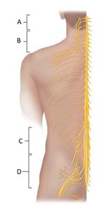 Diagram of nerve plexuses in the body