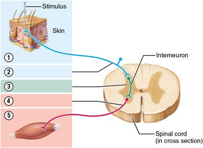 Diagram of reflex arc components